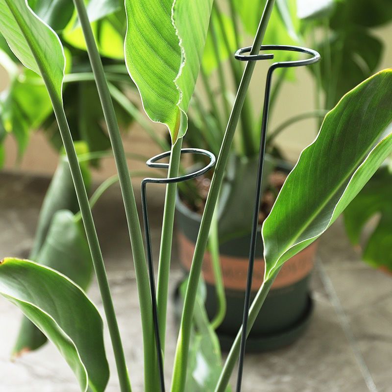 1/10 szt. Metalowy pierścień p – Gardening Tools For Vines recenzja i cena
