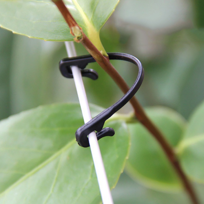 50 sztuk winorośli zapięcie wi – Gardening Tools For Vines recenzja i cena