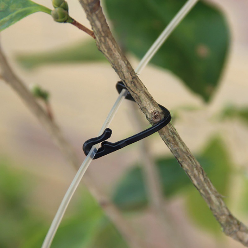 50 sztuk winorośli zapięcie wi – Gardening Tools For Vines recenzja i cena