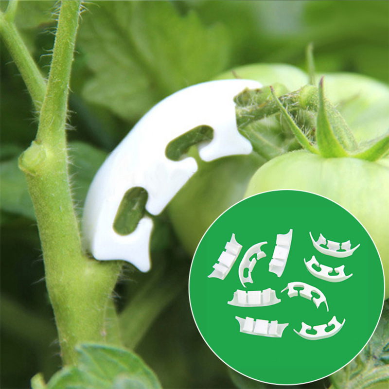 50/100 sztuk botanika-macierzy – Gardening Tools For Vines recenzja i cena