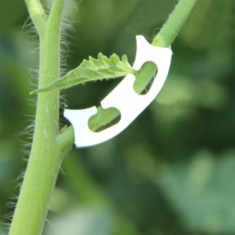 50/100 sztuk botanika-macierzy – Gardening Tools For Vines recenzja i cena