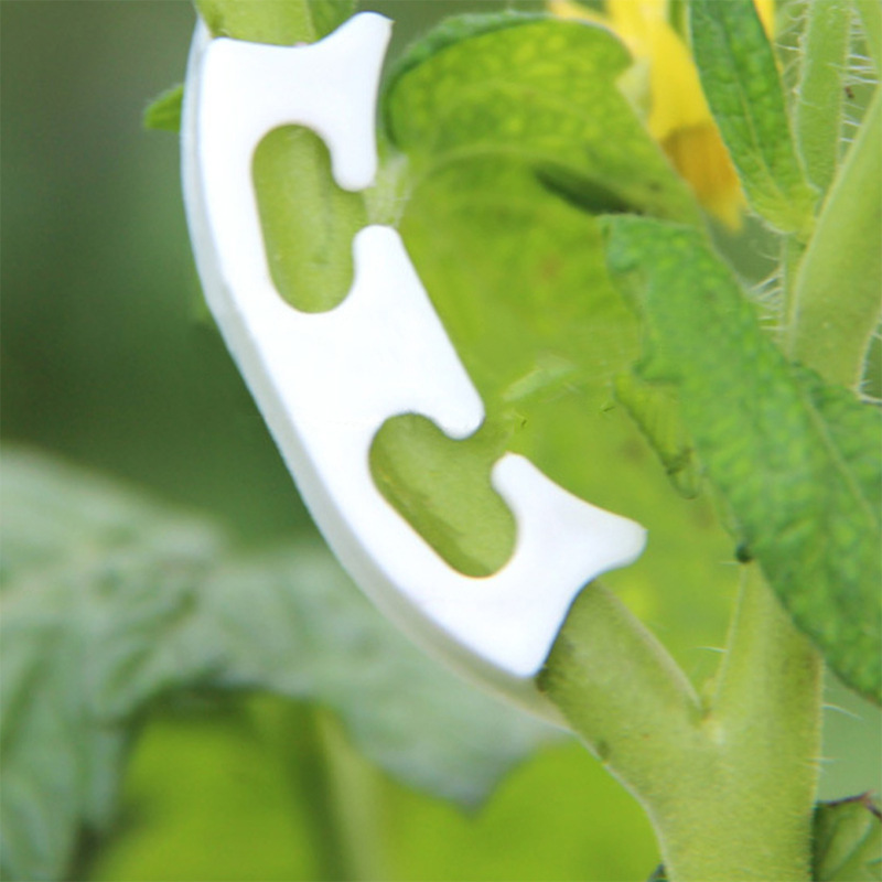 50/100 sztuk botanika-macierzy – Gardening Tools For Vines recenzja i cena