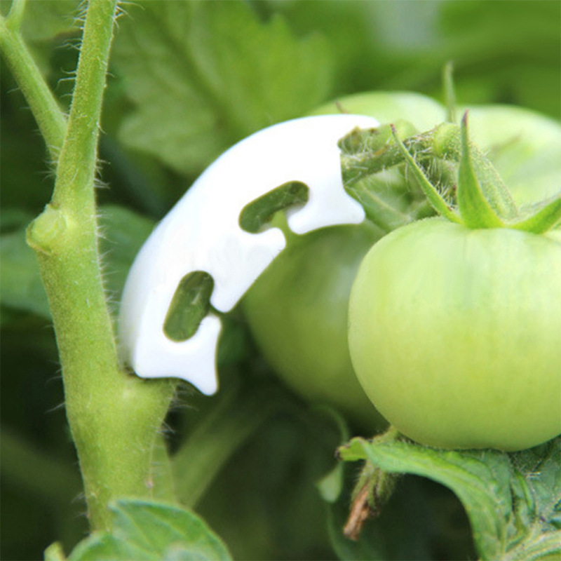 50/100 sztuk botanika-macierzy – Gardening Tools For Vines recenzja i cena